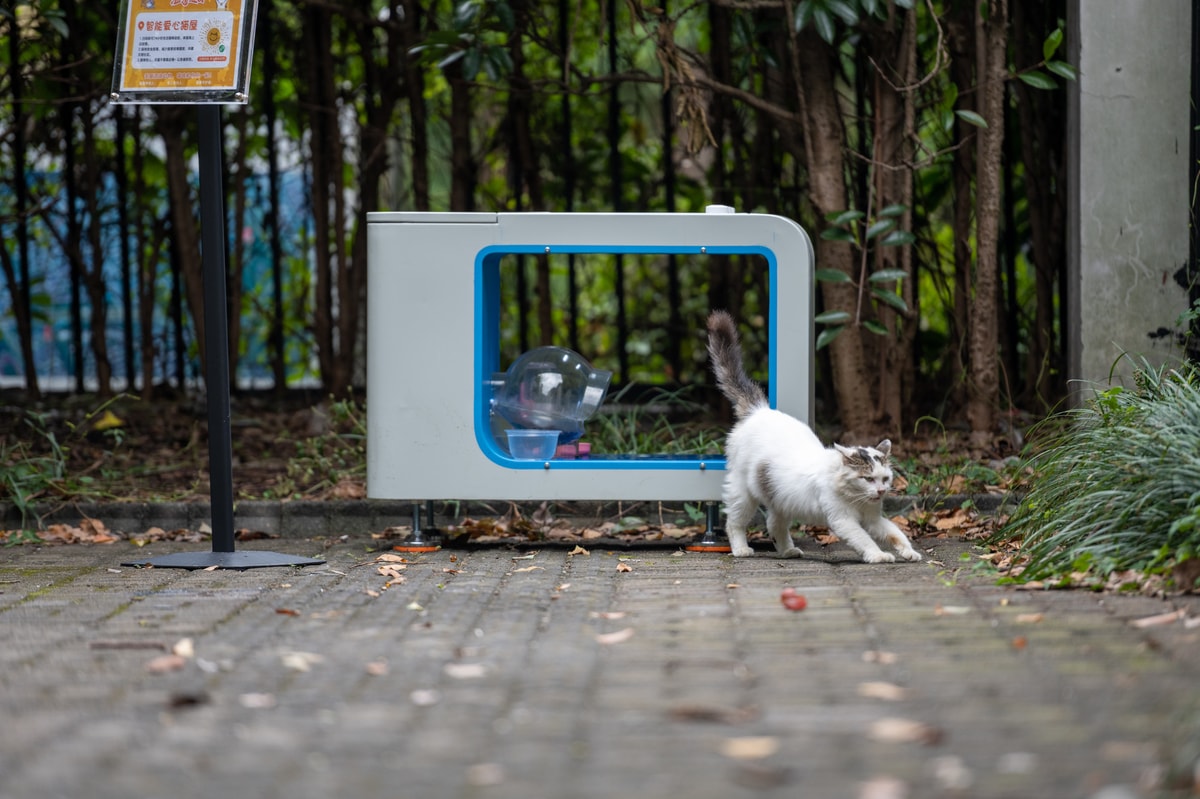 StreetCatFeeder.jpg