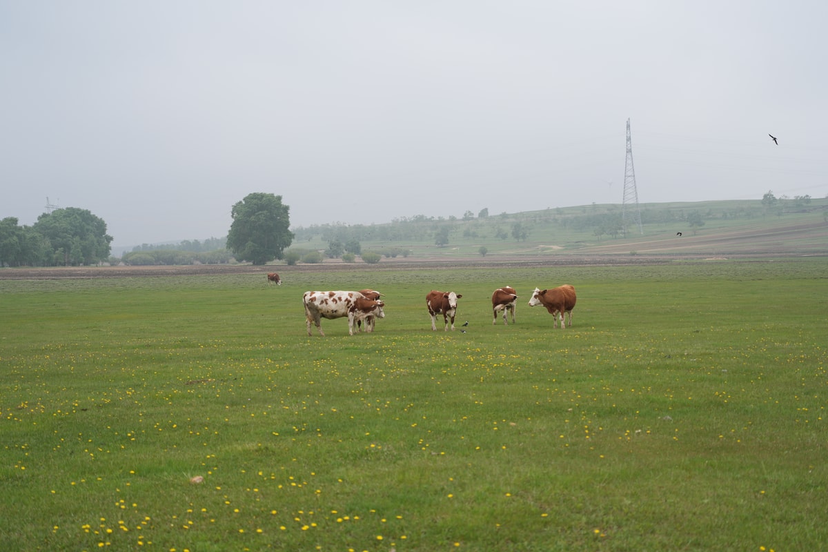 DSC06181.jpg